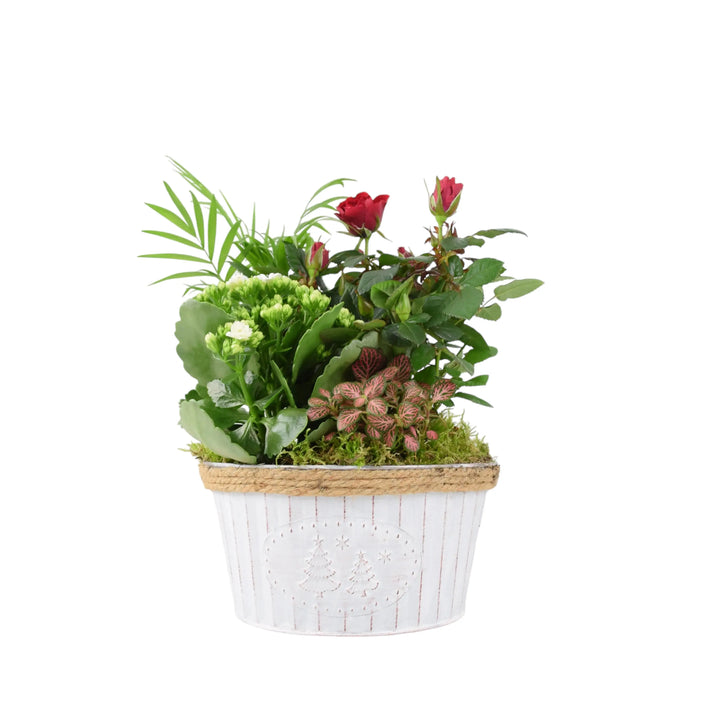 Round Christmas Planted Indoor Arrangement Plants By Post