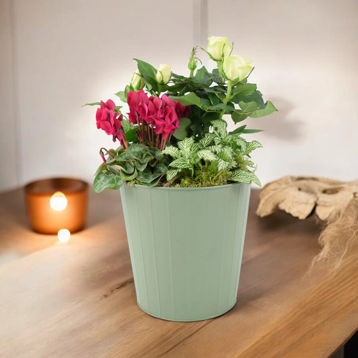 Seasonal Indoor Mixed Planter Plants By Post