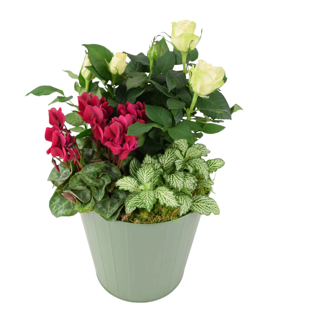 Seasonal Indoor Mixed Planter Plants By Post