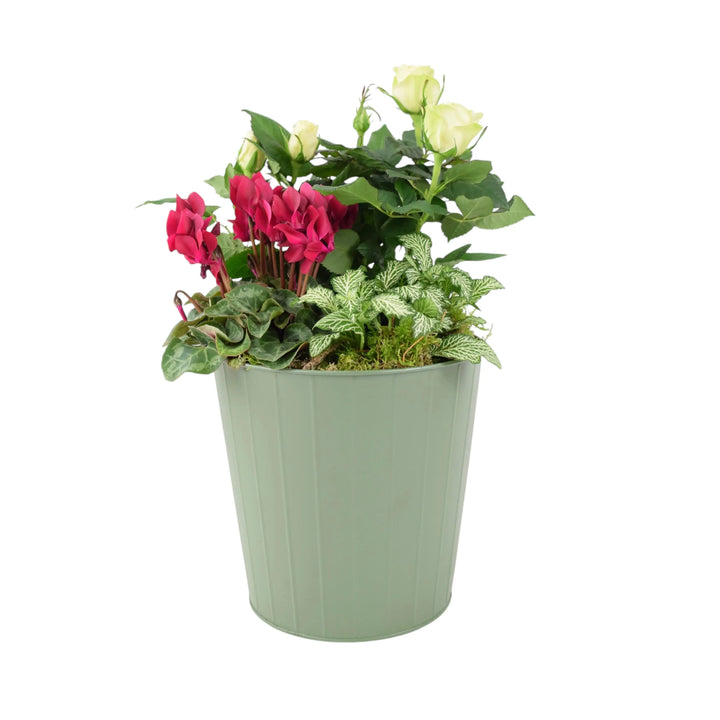 Seasonal Indoor Mixed Planter Plants By Post