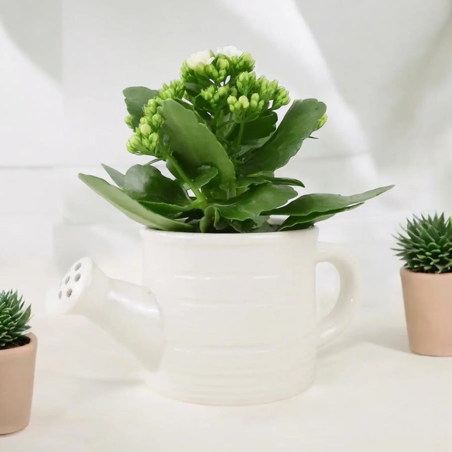 Ceramic Watering Can With Kalanchoe Plants By Post