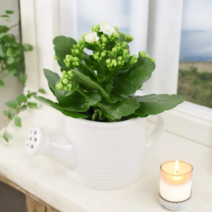 Ceramic Watering Can With Kalanchoe Plants By Post