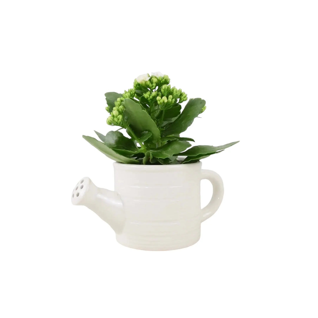 Ceramic Watering Can With Kalanchoe Plants By Post