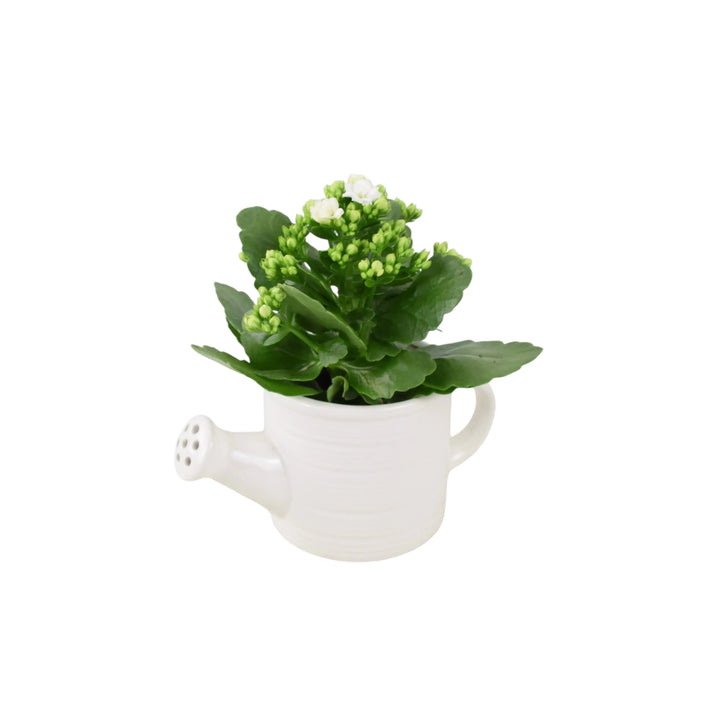 Ceramic Watering Can With Kalanchoe Plants By Post