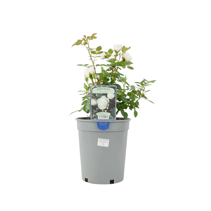 Patio Rose White In 4L Pot Plants By Post