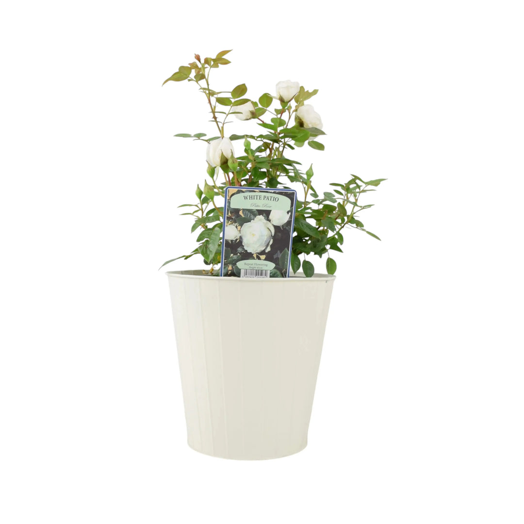 Patio Rose White In 4L Pot Plants By Post