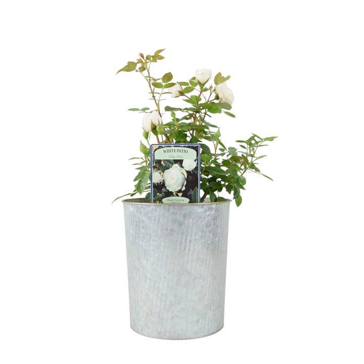 Patio Rose White In 4L Pot Plants By Post