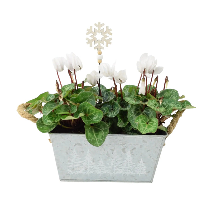 White Cyclamen In Christmas Trough Plants By Post