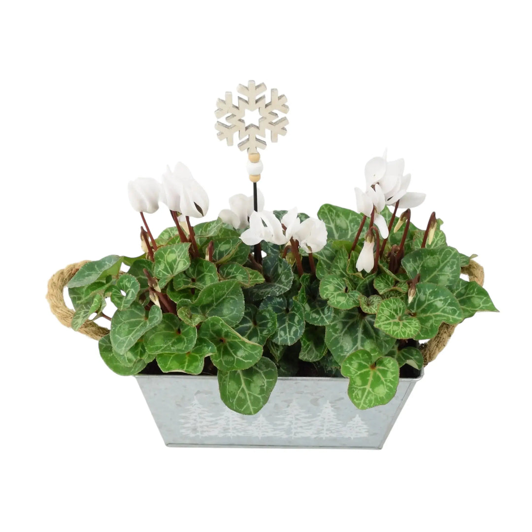 White Cyclamen In Christmas Trough Plants By Post