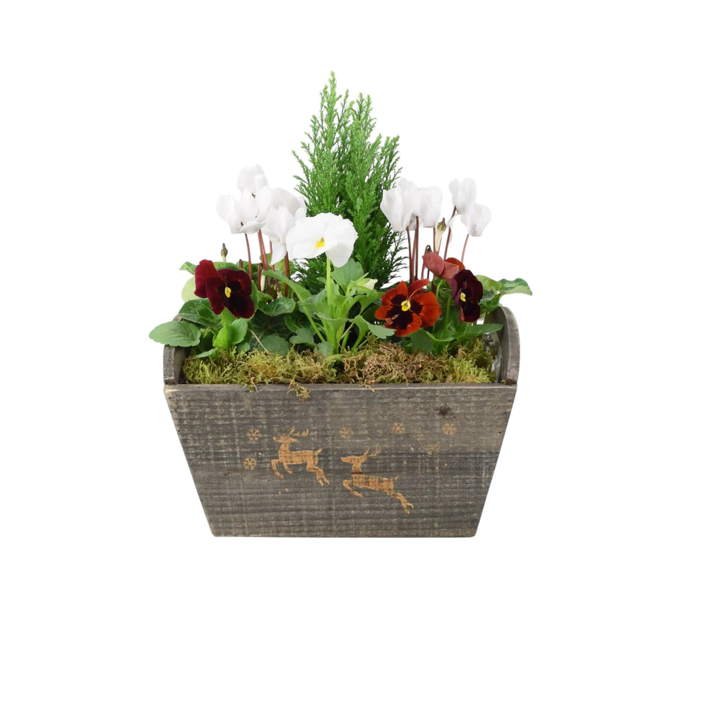 Christmas Outdoor Planted Wooden Reindeer Trough Available 30/10/2024 Plants By Post