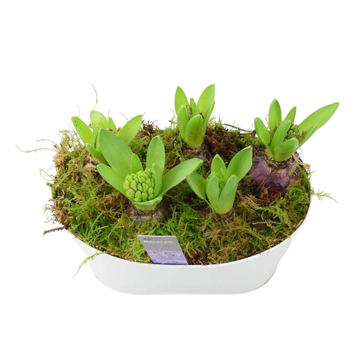 Hyacinth Planted White Trough x 5 Available 30/10/2024 Plants By Post