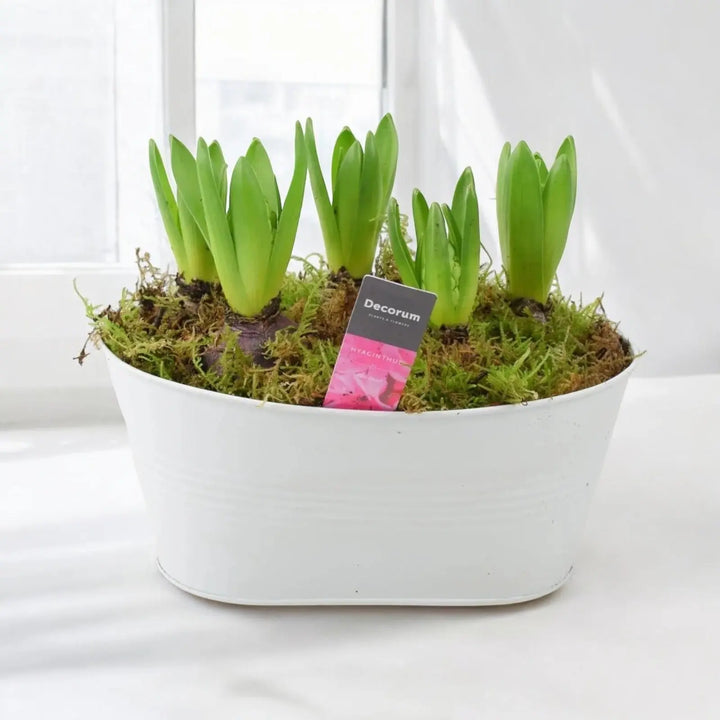 Hyacinth Planted White Trough x 5 Available 30/10/2024 Plants By Post