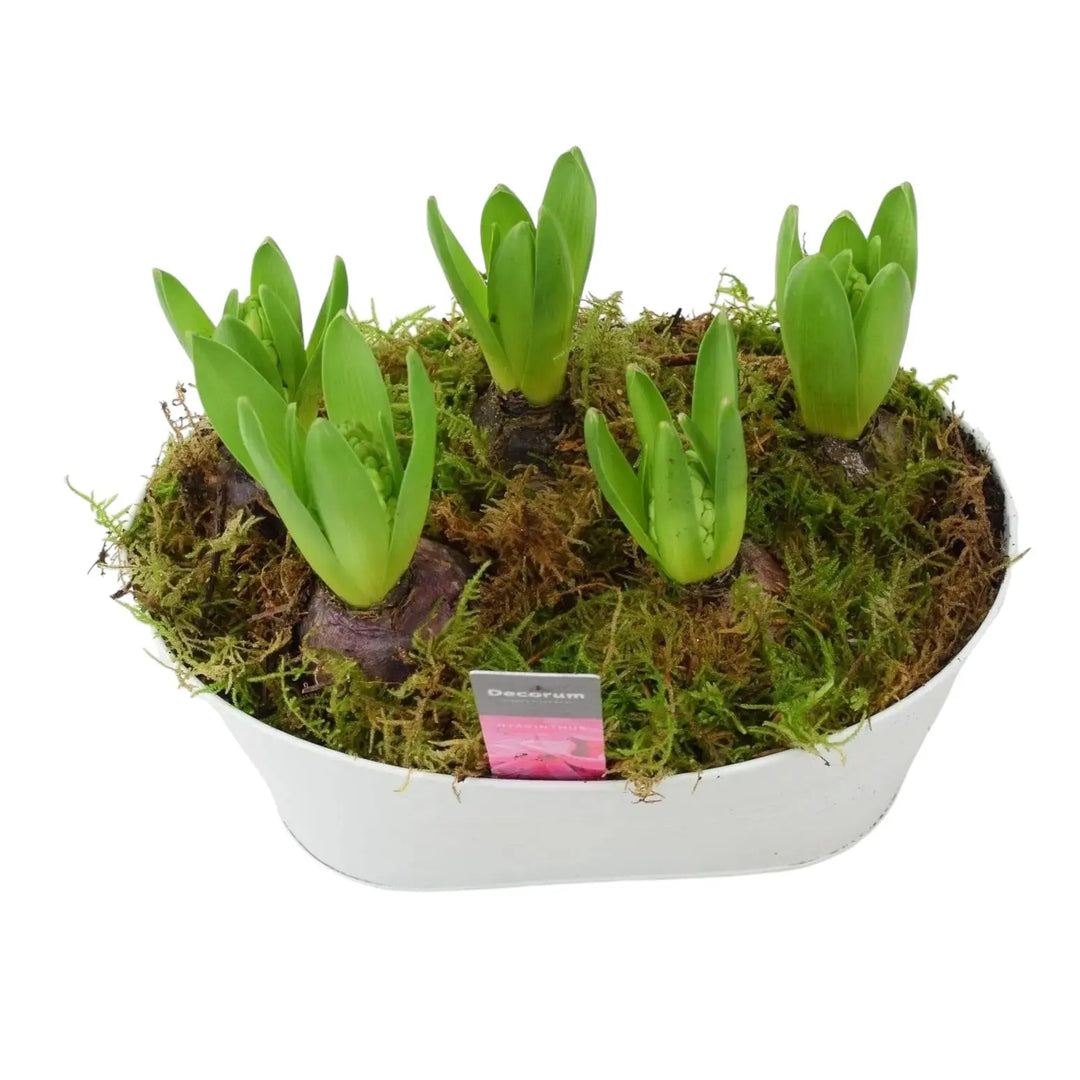 Hyacinth Planted White Trough x 5 Available 30/10/2024 Plants By Post