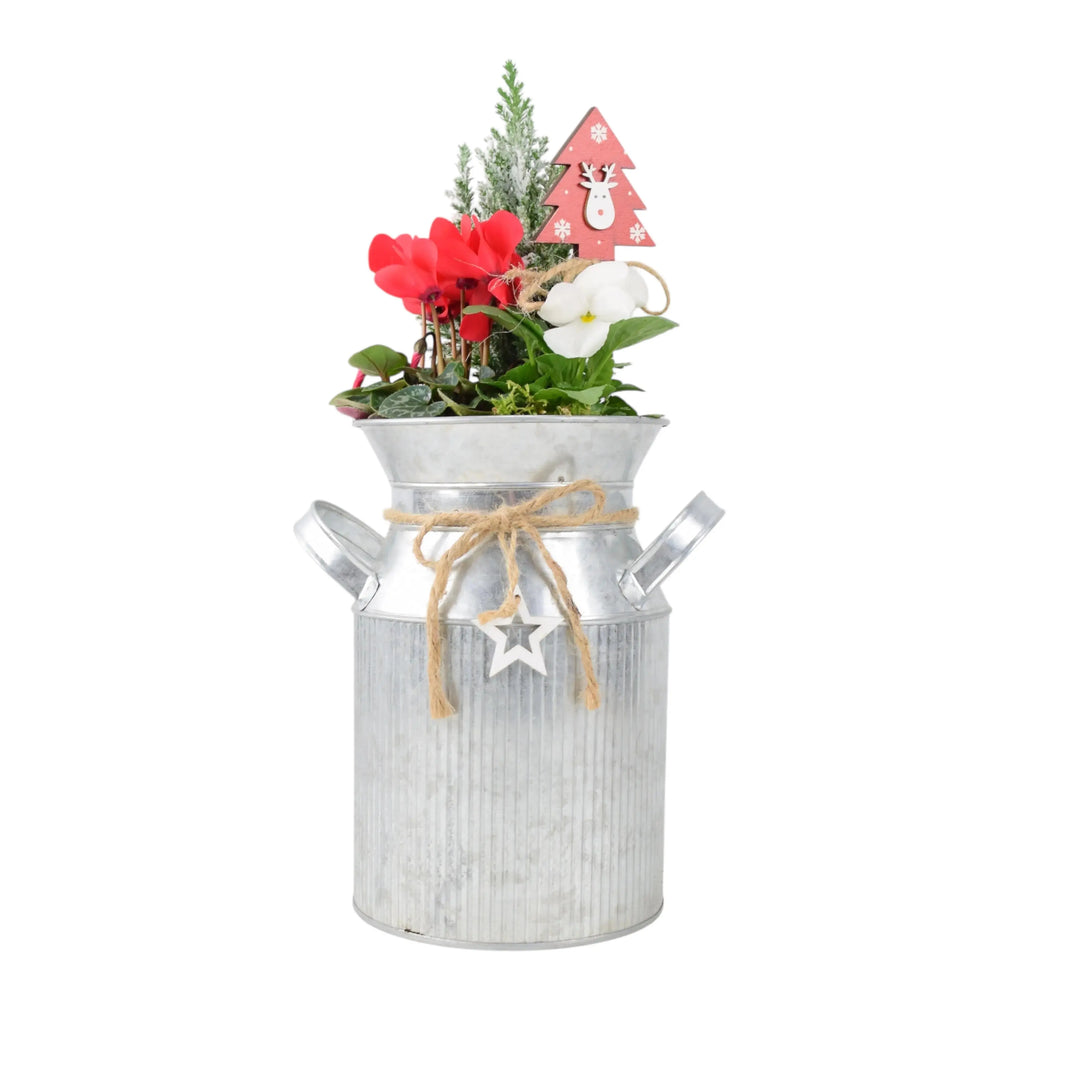 Festive Outdoor Milk Churn Planter plants by post