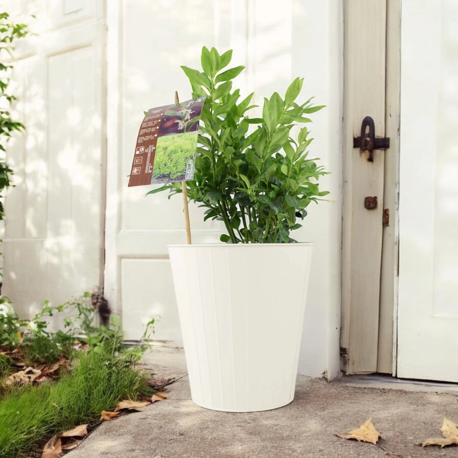 Sarcococca confusa Sweet Box Plants By Post