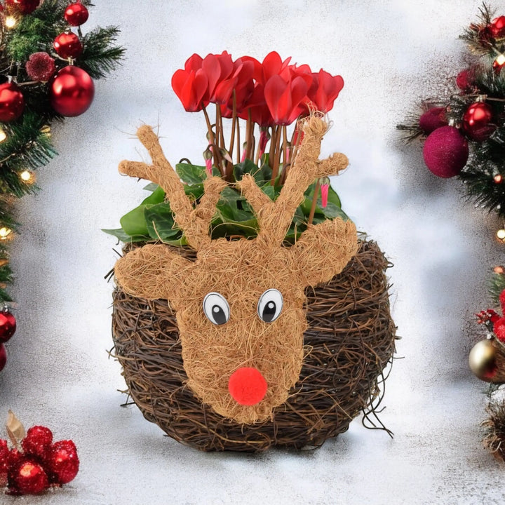 Reindeer Face Planter With Cyclamen Fargro