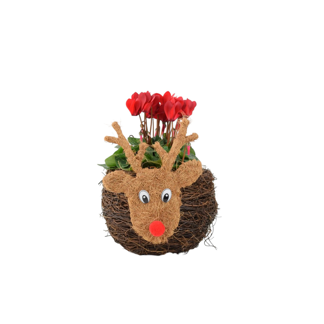 Reindeer Face Planter With Cyclamen Fargro