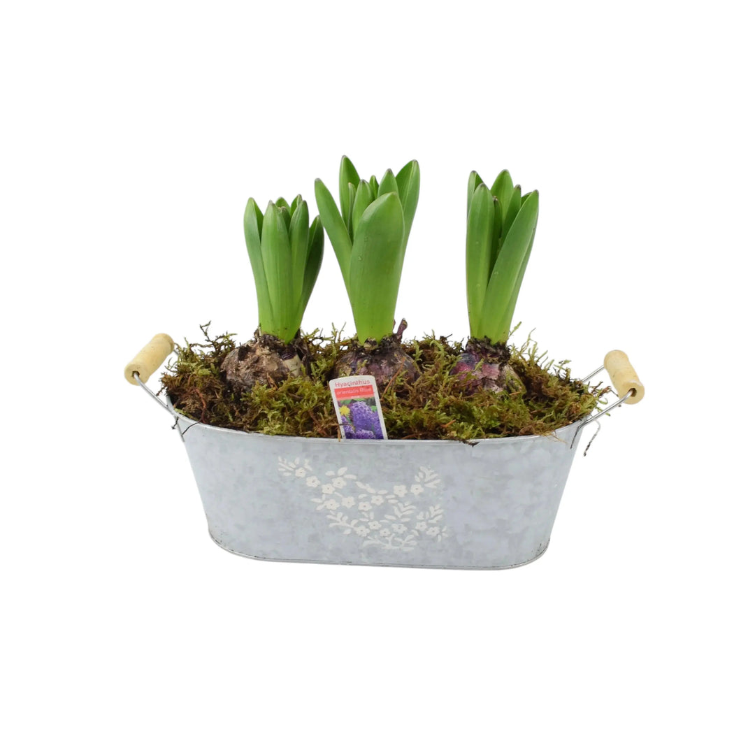 Spring Hyacinth Planted Trough x 3 Plants By Post