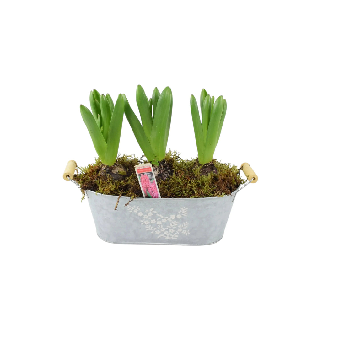 Spring Hyacinth Planted Trough x 3 Plants By Post