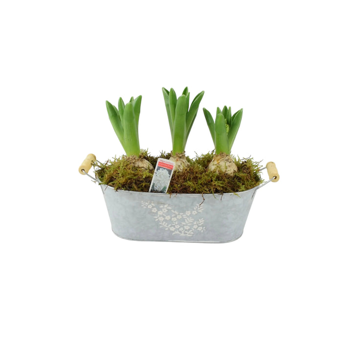 Spring Hyacinth Planted Trough x 3 Plants By Post