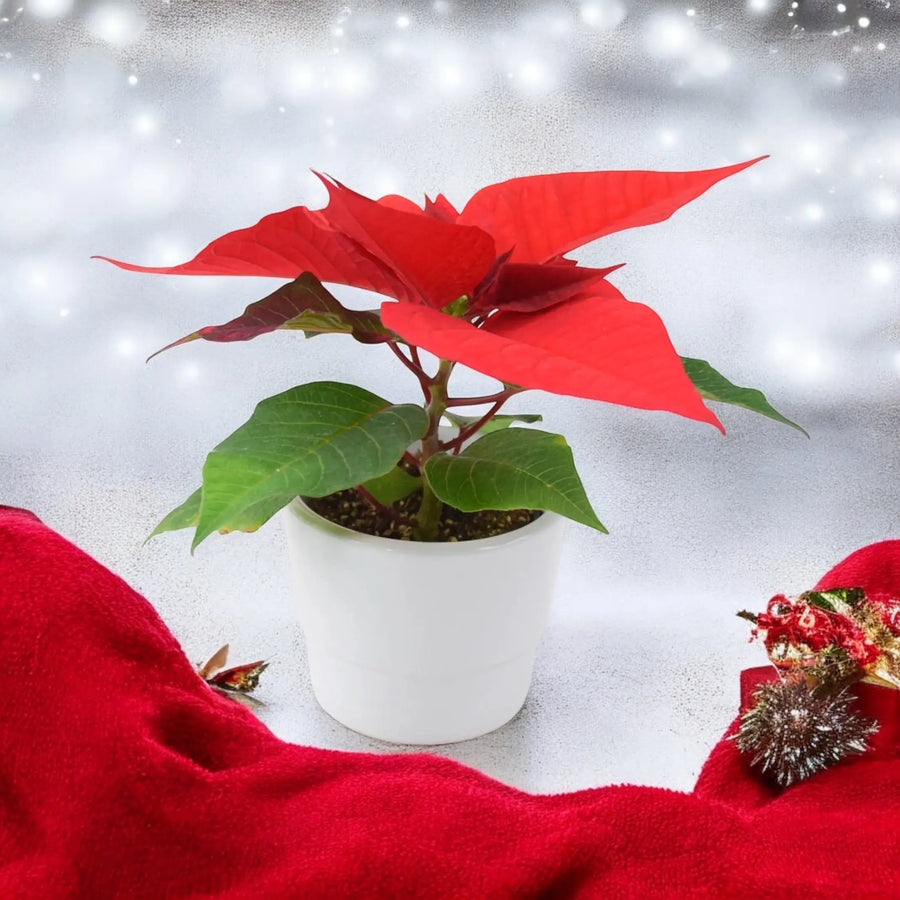 Poinsettia Red Mini 6cm in White Ceramic Pot Plants By Post