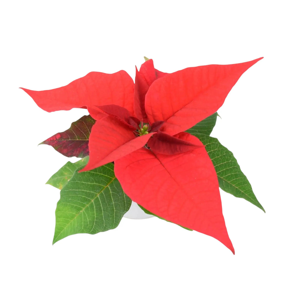 Poinsettia Red Mini 6cm in White Ceramic Pot Plants By Post