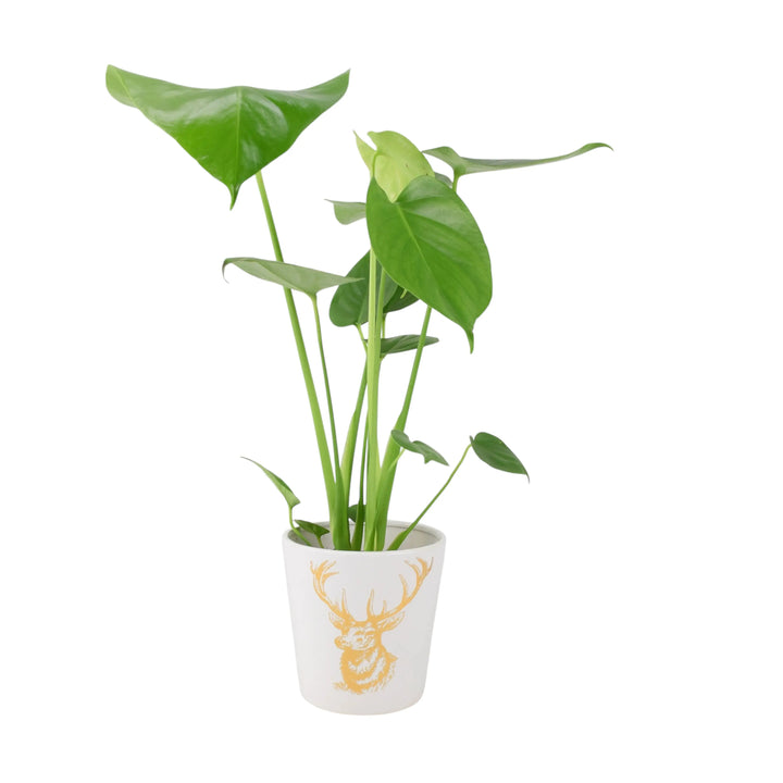 Monstera Cheese Plant in 12cm Gold Stag Ceramic Pot Plants By Post UK