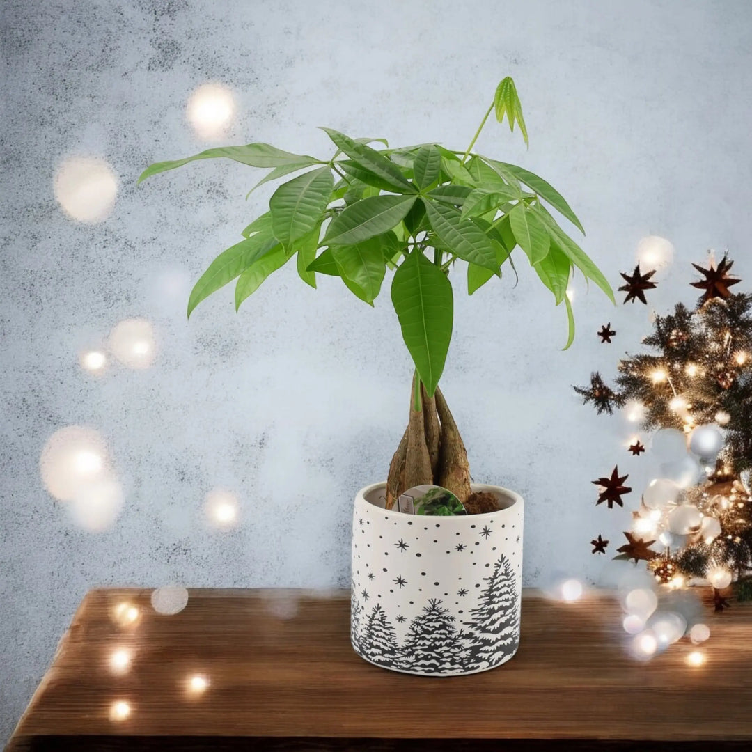 Pachira Money Tree 12cm Festive Pot Plants By Post