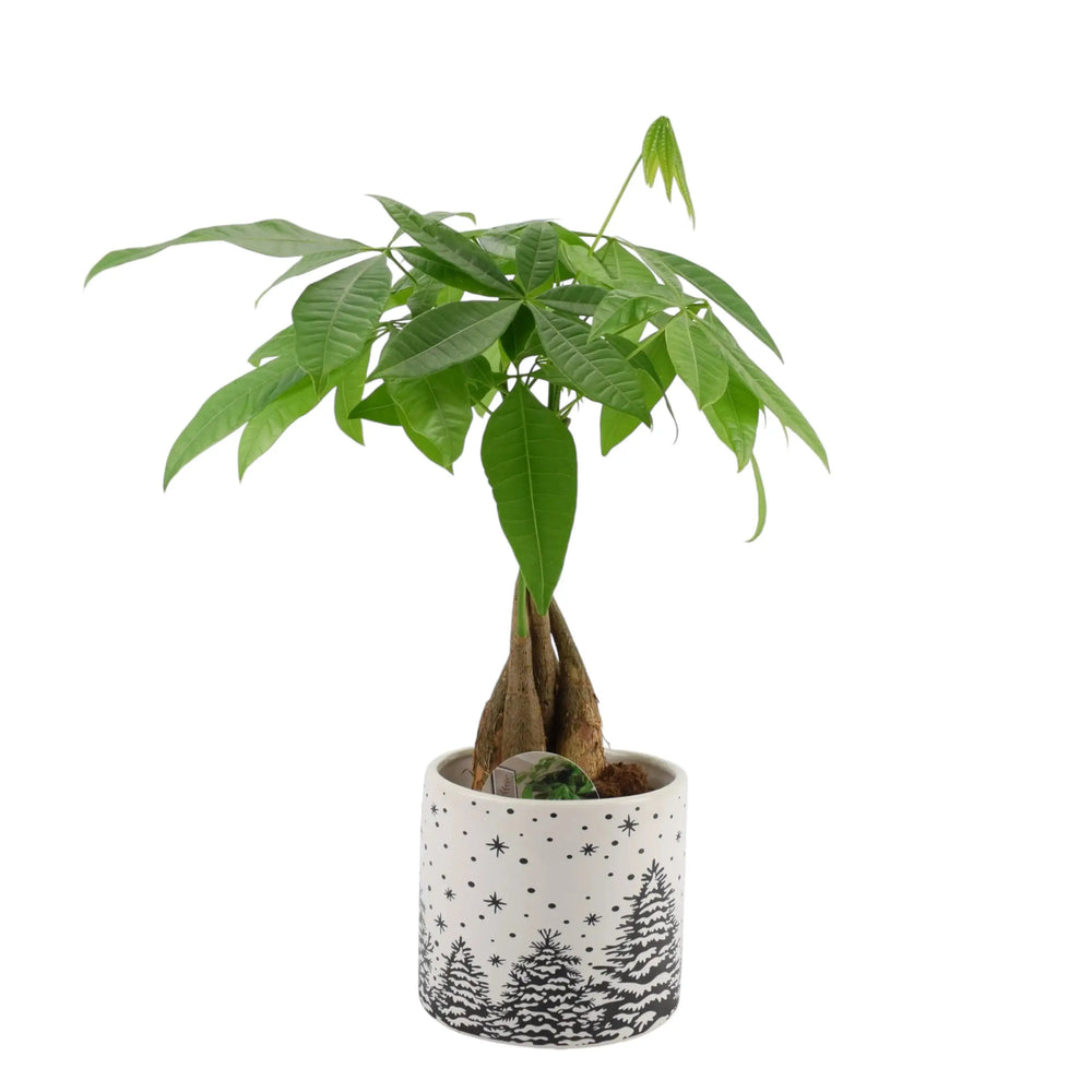 Pachira Money Tree 12cm Festive Pot Plants By Post