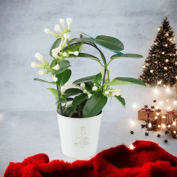 Stephanotis Floribunda Jasmine Hoop In Christmas Tree Zinc Plants By Post