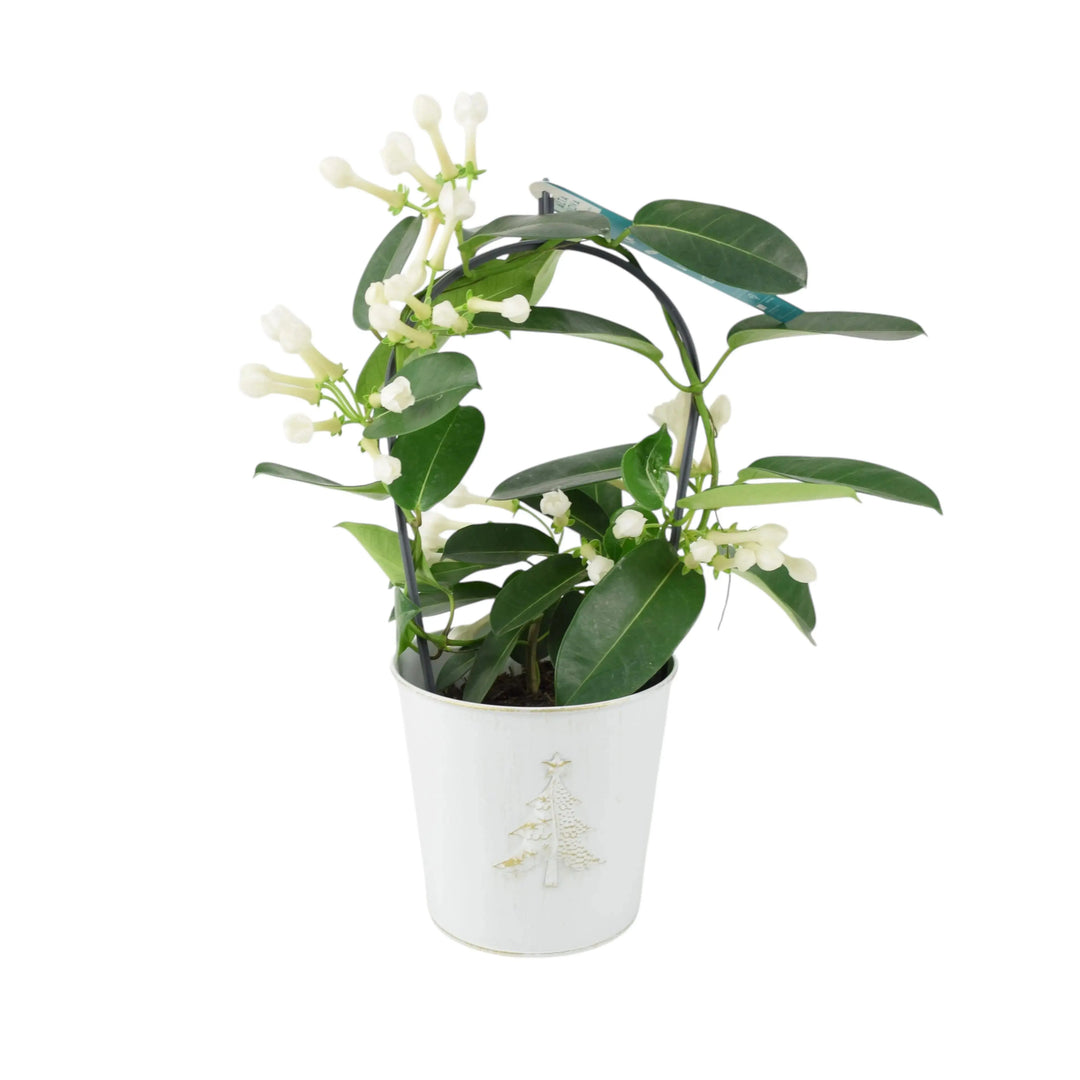 Stephanotis Floribunda Jasmine Hoop In Christmas Tree Zinc Plants By Post