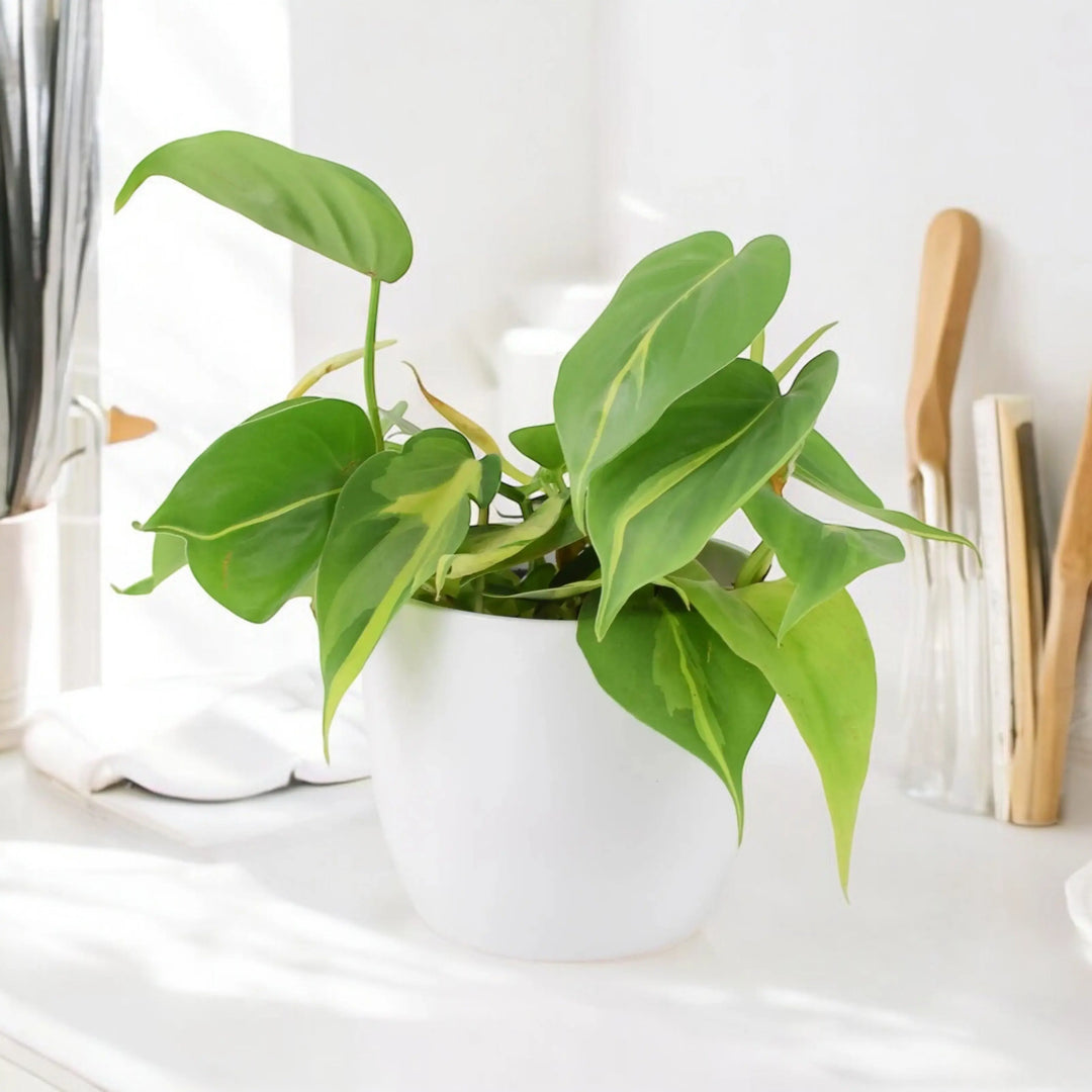 Philodendron Brasil 12cm Pot Plants By Post