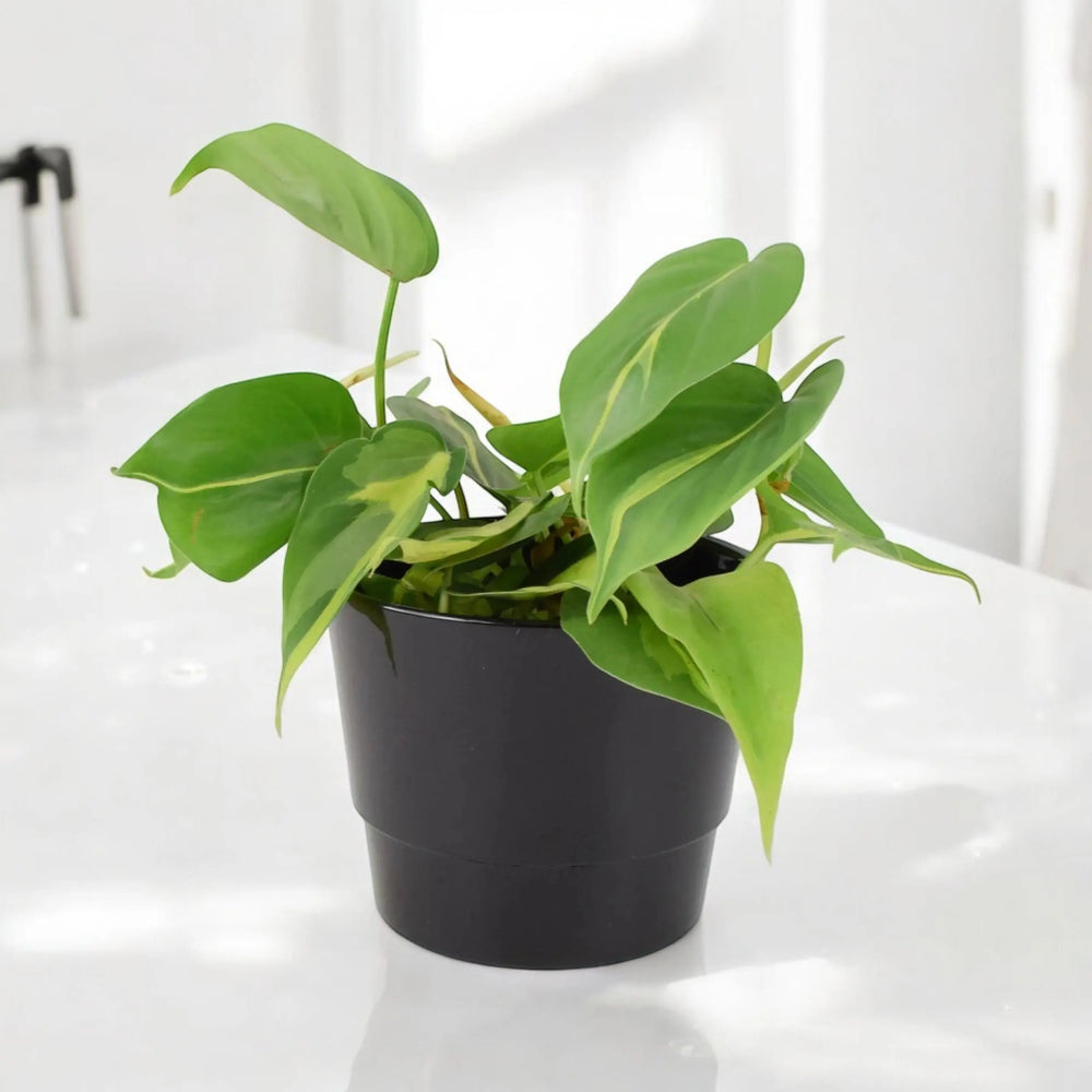 Philodendron Brasil 12cm Pot Plants By Post