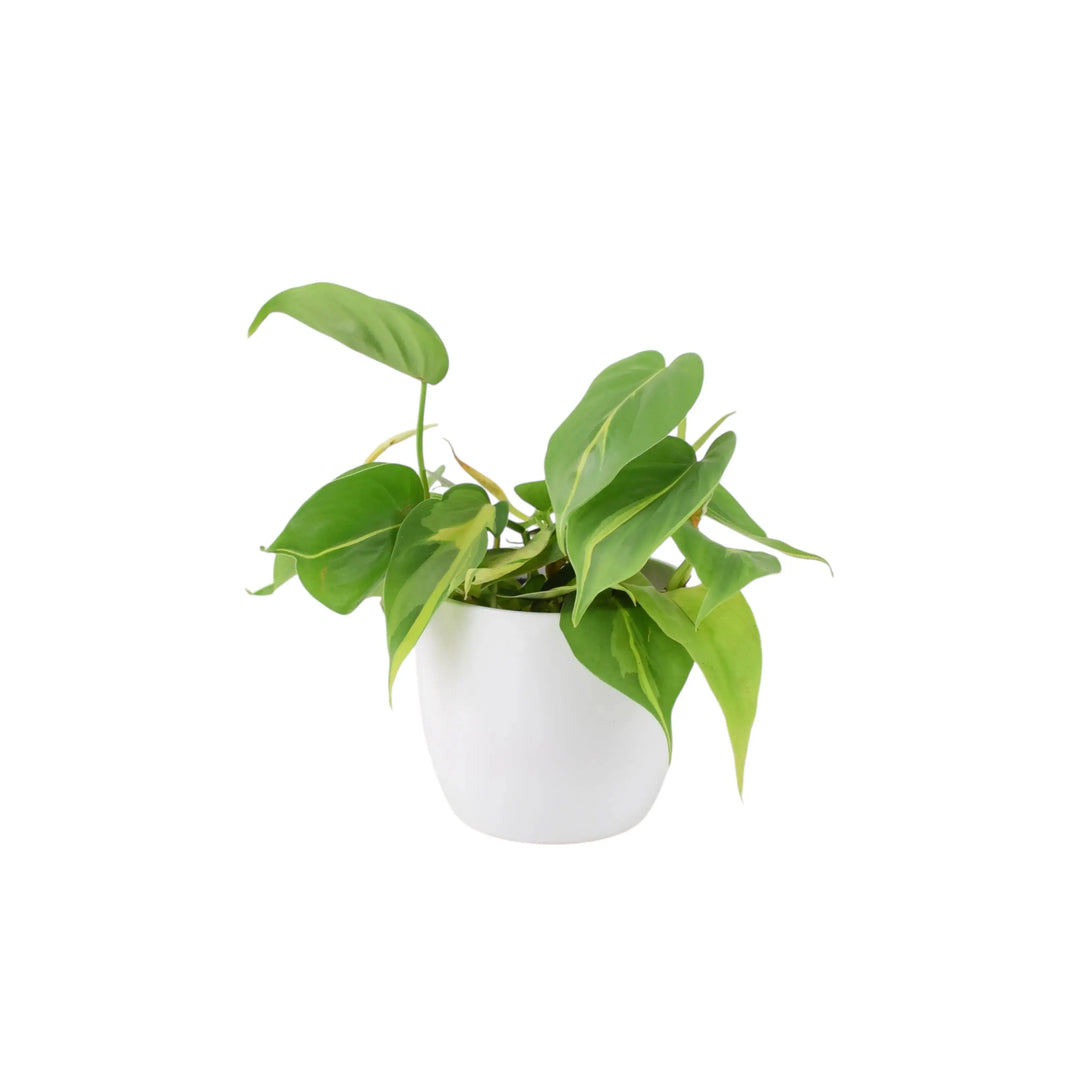 Philodendron Brasil 12cm Pot Plants By Post