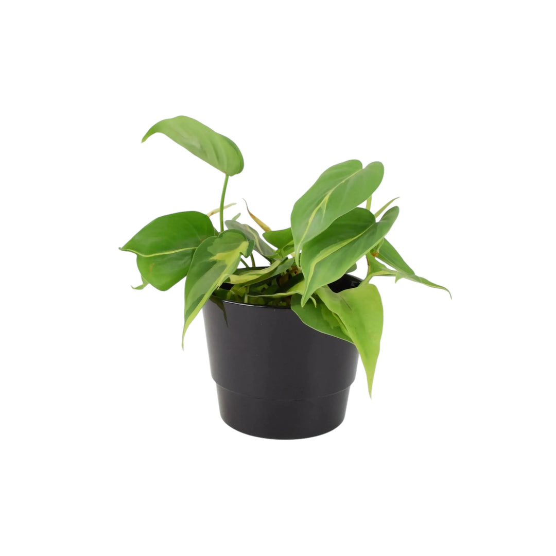 Philodendron Brasil 12cm Pot Plants By Post