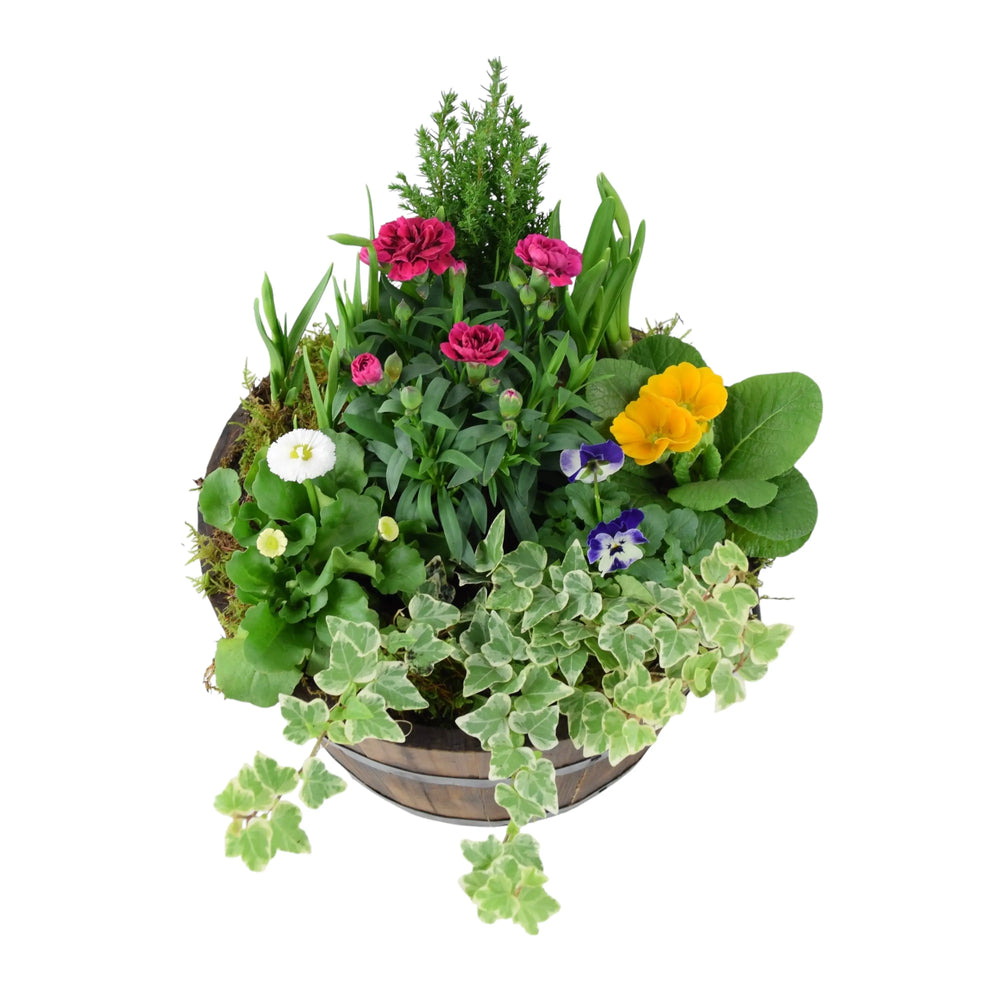 Seasonal Planted Wooden Barrel 30cm Plants By Post