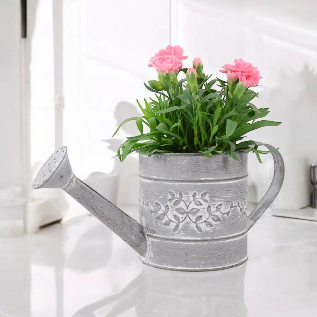 Dianthus Planter Metal Watering Can Plants By Post