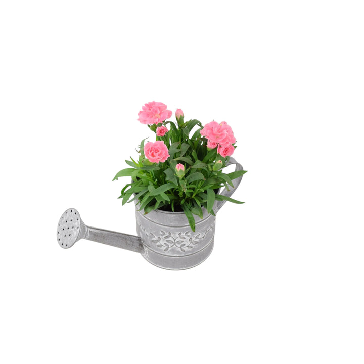 Dianthus Planter Metal Watering Can Plants By Post