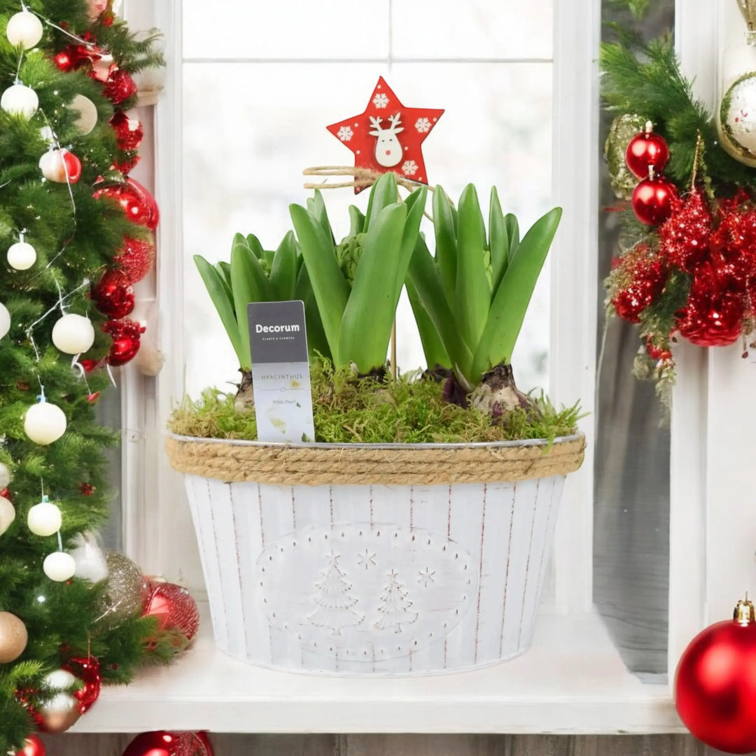 Hyacinth Christmas Bowl x 5 Bulbs Available 30/10/2024 Plants By Post