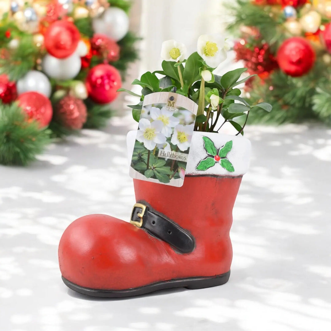 Christmas Festive Cement Boot With Hellebore Plants By Post