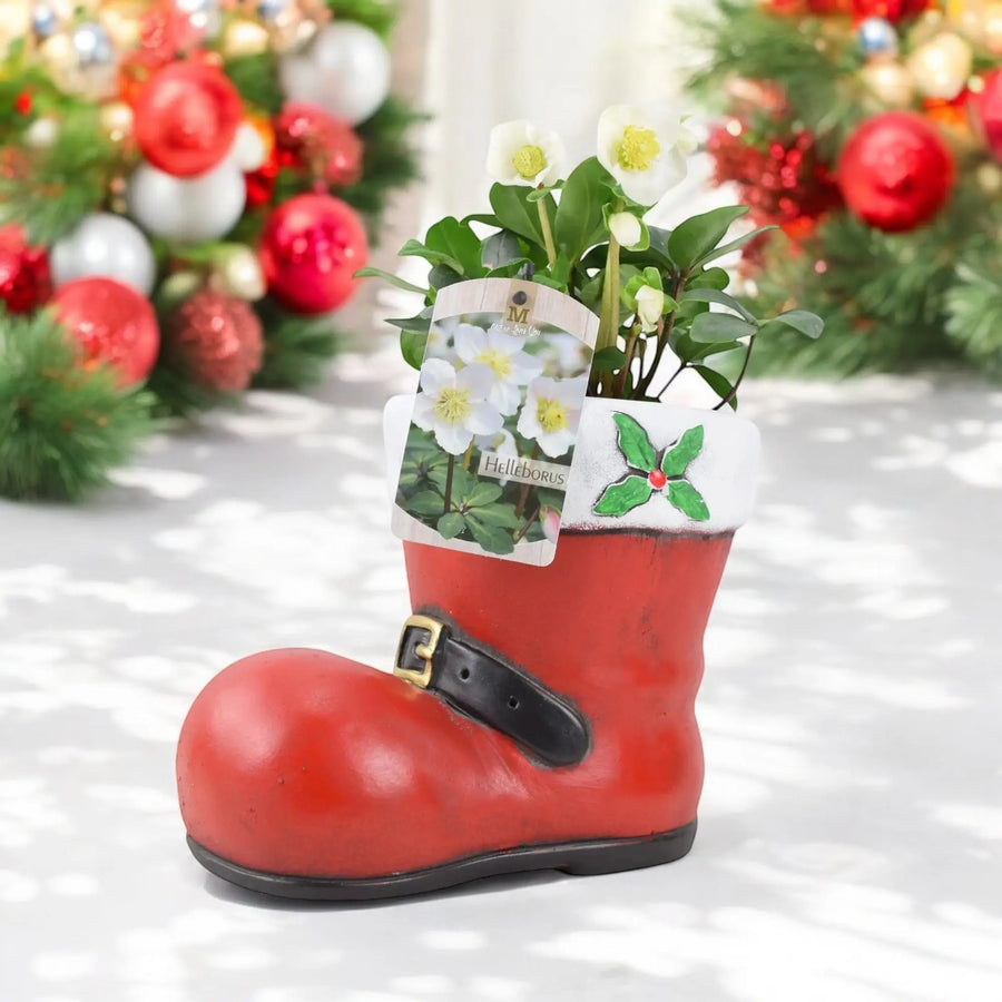 Christmas Festive Cement Boot With Hellebore Plants By Post