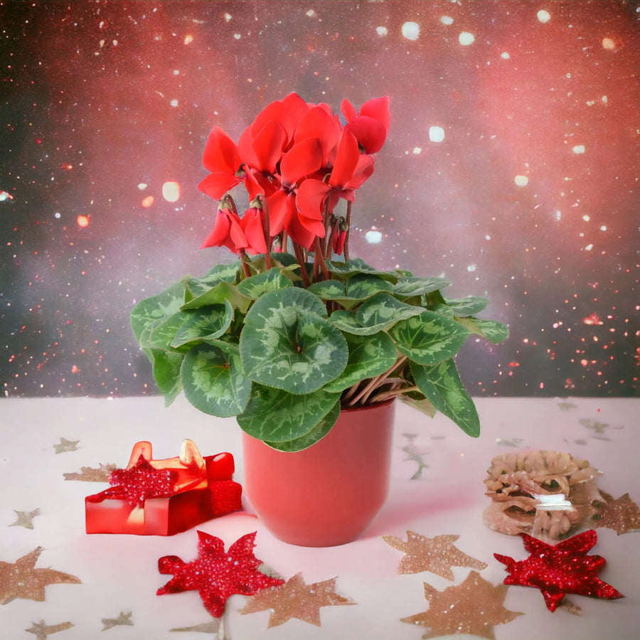 Cyclamen Red 12cm Pot Gift Plants By Post