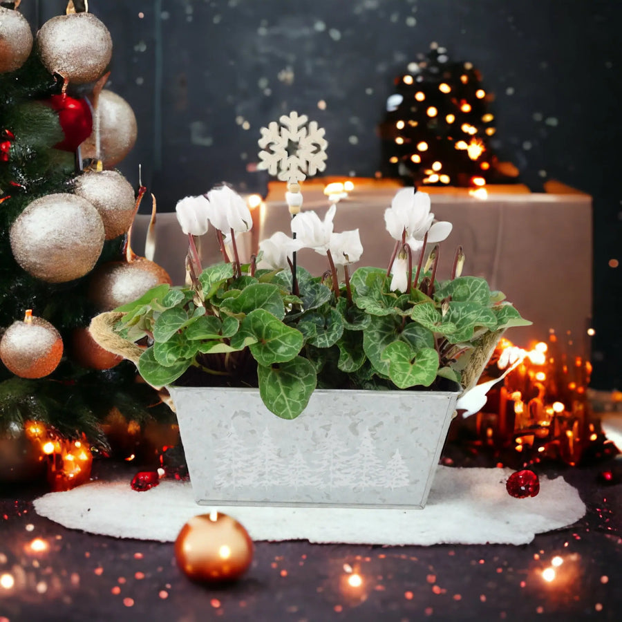 Cyclamen White in Christmas Trough