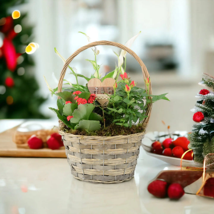 Christmas Indoor Small Planted Basket with Christmas Pick