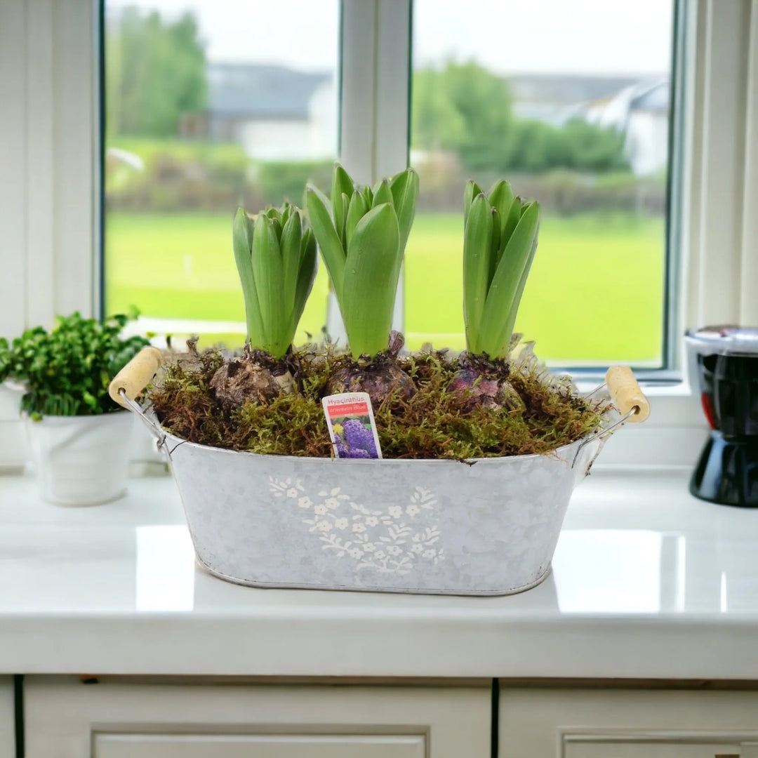 Spring Hyacinth Planted Trough x 3