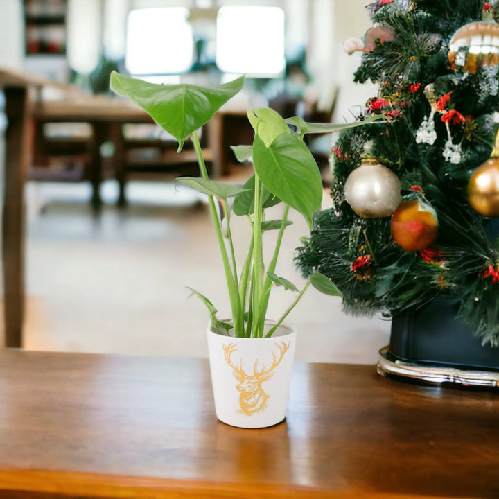 Monstera Cheese Plant in 12cm Gold Stag Ceramic Pot