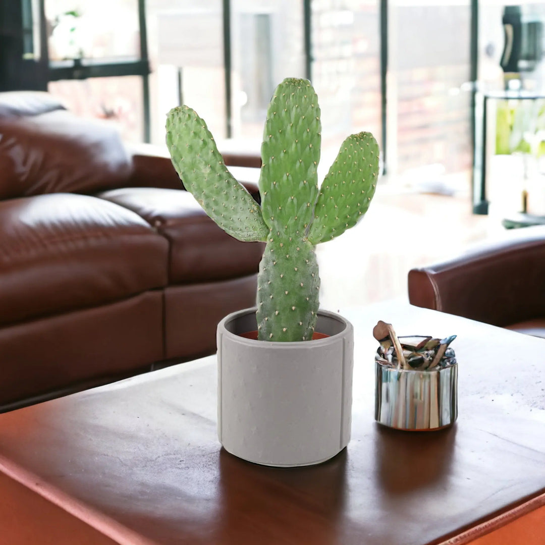 Cactus Consolea Rubescens In Grey Star Ceramic Pot Plants By Post