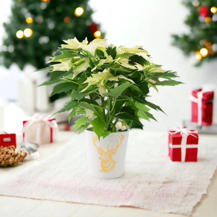 Poinsettia White in 13cm Gold Stag Ceramic Pot