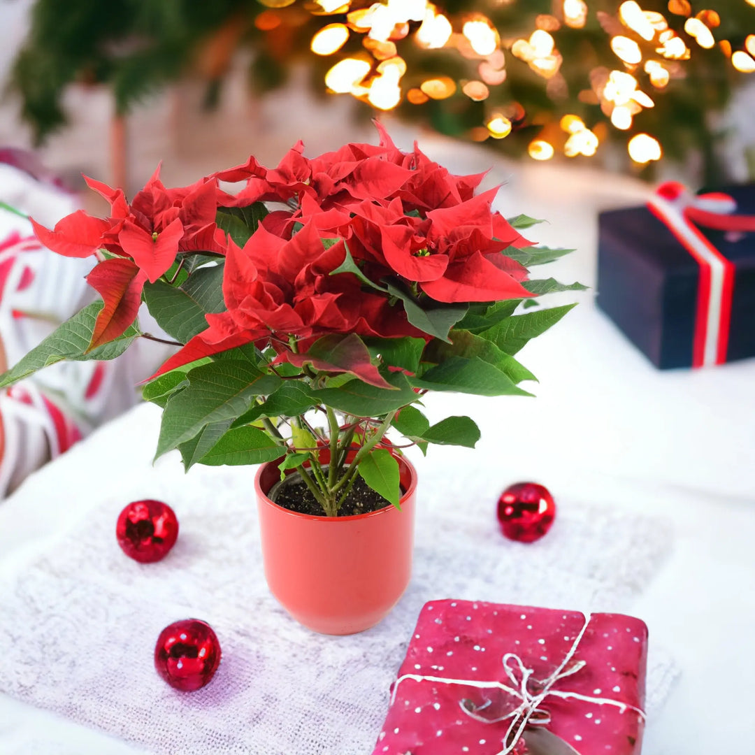 Poinsettia Red in 13cm Red Ceramic Pot Gift