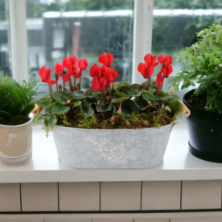 Cyclamen Floral Planted Trough